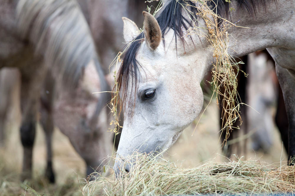Foin : comment bien choisir et stocker le fourrage de votre cheval ?